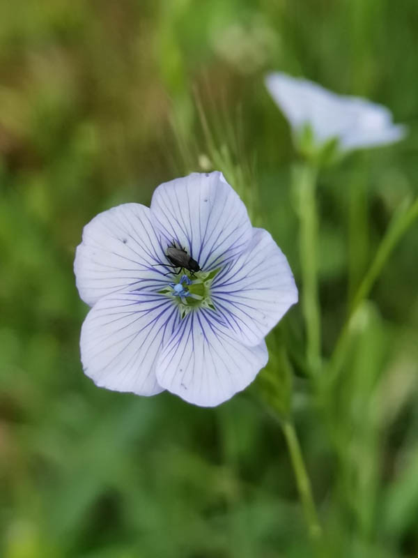 Linum usitatissimum photo